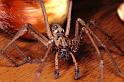 Tegenaria_parietina_P1150_Z_86_Les Gris_Frankrijk